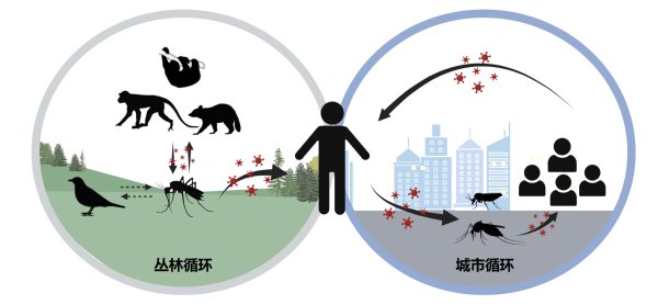 广州股票配资 一种鲜为人知的病毒在蔓延：奥罗普切热是什么？